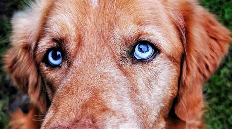 pitbulls  blue eyes