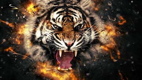 animals tiger face wallpapers hd desktop  mobile backgrounds