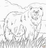 Coloring Pages Alaska Woodland Animals Printable Popular sketch template