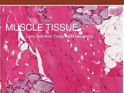 muscle tissue powerpoint    id