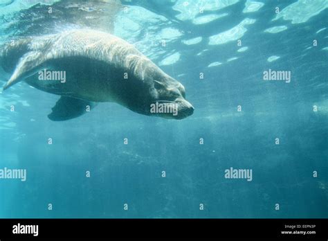 sea lion diving underwater  zoo stock photo alamy
