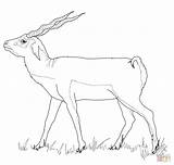 Buck Coloring Pages Blackbuck Printable Drawing Supercoloring Categories sketch template