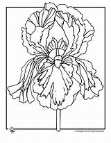 Iris Coloring Flower Pages Flowers Printable Kids Color Print Jr sketch template