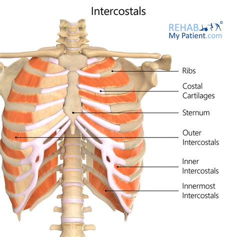posterior rib cage muscles slipping rib syndrome caring medical florida   parts