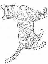Coloring Bengal Cats Pages Cat Ausmalen Katzen Colouring Zum Malvorlagen Muster Kleurplaat Gratis Poezen Color Ausmalbilder Book Colors Yarn Print sketch template