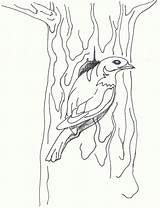 Mountain Bluebird Coloringhome sketch template