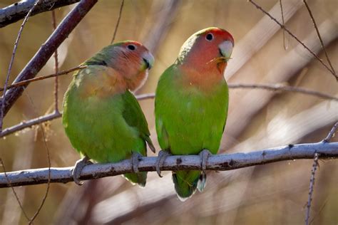 Feather Tailed Stories Peach Faced Lovebirds