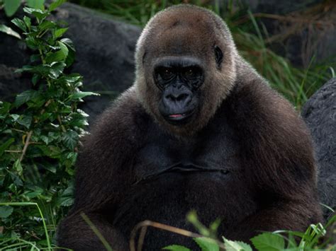 female gorilla sex witnessed for first time by primate experts nature news uk