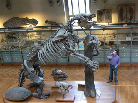 How Big Were The Giant Ground Sloths The Sloth Conservation Foundation