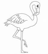 Fenicottero Colorare Disegni Fenicotteri Flamingo sketch template