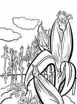Corn Coloring Pages Plant Stalks Drawing Kids Vegetables Stalk Print Fun Drawings Calendar Create Getdrawings Paintingvalley Template Color Recommended sketch template