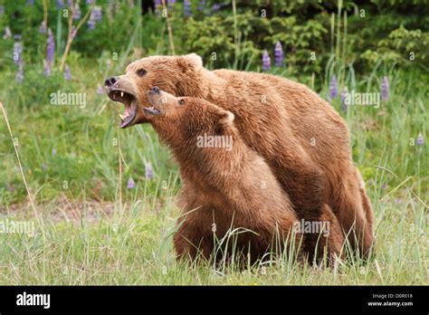 an in depth look at grizzly bear s courtship ursusinternational