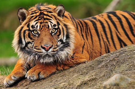 sumatran tiger   brink  extinction worldatlascom