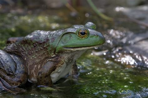 bullfrog green frog   added  list  class  aquaculture species farm  dairy