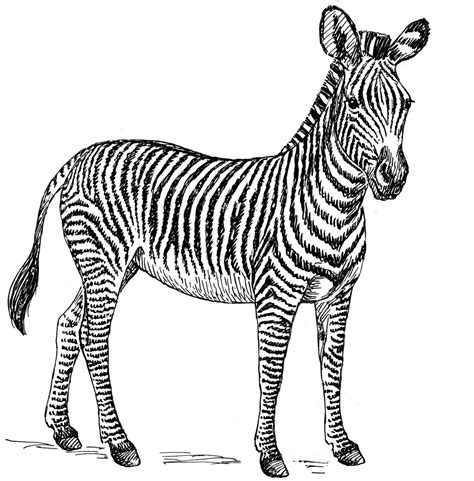 zebra coloring pages  kids picture animal place