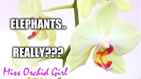 Orchids With Funny Names What Were They Thinking Youtube