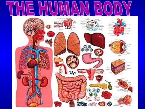 anatomy  physiology  human body