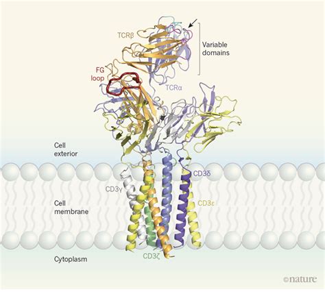 cell receptor tcubeit