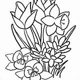 Fogli Bouquet Clipartmag Crocus sketch template