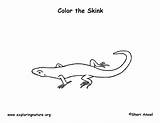 Skink Coloring Lined Five Lizard 15kb 612px sketch template