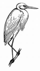 Heron Coloring Pages Drawing Great Beautiful Walking sketch template
