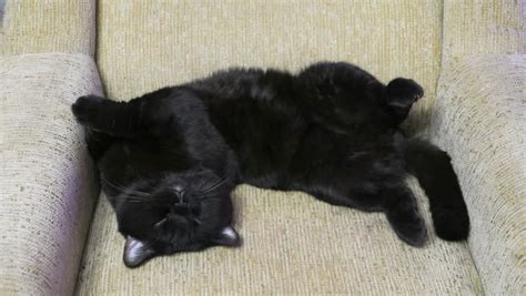 British Black Cat Posing Legs Stock Footage Video 100