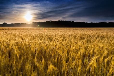 wheat field  kansas  beginnings   mind official site  miller