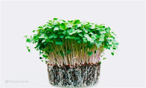 Grow Your Own Microgreens Heres How