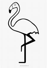 Flamingo Coloring Greater Clipartkey sketch template
