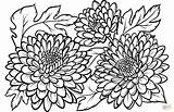 Chrysanthemum Supercoloring sketch template