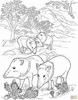 Coloring Pages Wild Pigs Javelina Pig Peccaries Hog Boar Desert Printable Supercoloring Peccary Animal Animals Color Colouring Drawing Adult Minnesota sketch template