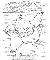 Animals Antarctic sketch template