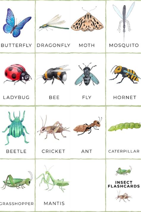 types  insects  kids
