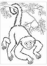 Singe Coloriage Monkeys Mignon Singes Coloriages Realiste Luxe Dessiner Réaliste Chine sketch template