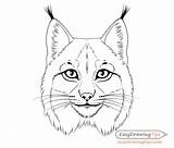Lynx Draw Easydrawingtips Whiskers sketch template
