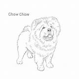 Chow Dog Drawing Sketch Breed Breeds List Drawings Coloring Pages Line Choose Board Draw Shiba Inu sketch template