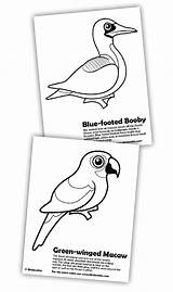 Coloring Footed Blue Booby Designlooter Macaw Birdorable Winged Green Pages 3kb sketch template