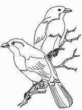 Kolorowanki Ptaki Druku Ptakami Szpak Darmowe Wilga sketch template