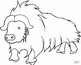 Yak Coloring Pages Buffalo Clipart Printable Drawing Colouring Himalayas Baby Color Gif Himalayan Popular Coloringhome Getdrawings Webstockreview Comments 17kb 1200 sketch template