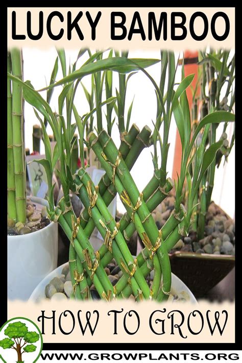 lucky bamboo   grow care
