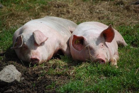 glückliche schweine foto and bild tiere tierfreundschaften natur bilder auf fotocommunity