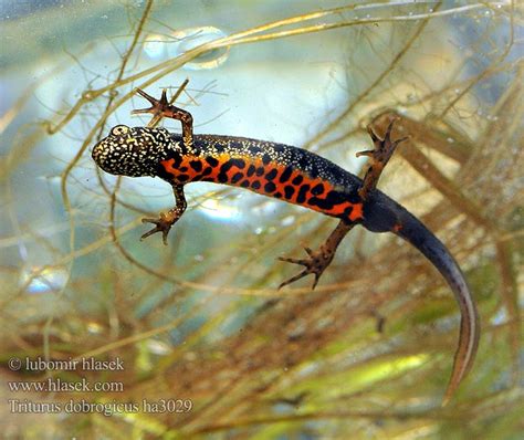 donau kammmolch danube crested newt dunavski grebenest triton