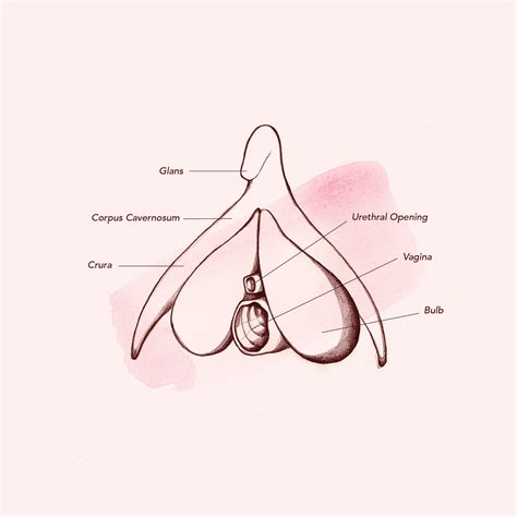 Everything You Need To Know About The Vagina Anatomy And