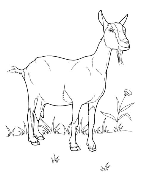 coloring page goat   meadow