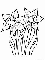 Ausmalbilder Obrázky Květin Narcis Narzissen Tulipány sketch template