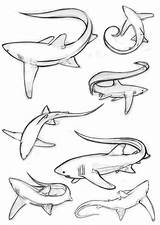 Thresher Sharks Requin Imagixs Tails Croquis Designlooter Requins Animal Galery Passionate Depuis Visiter Thrasher Coloriage Philippine Dessins sketch template