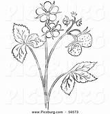 Plant Strawberry Coloring Outline Clip Drawing Blossoms Picsburg Getcolorings Getdrawings sketch template