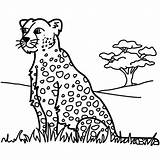 Panter Kleurplaten Panther Leopardo Panthere Dieren Ausmalen Animaatjes Outs Ghepardo Coloring Muslimah sketch template