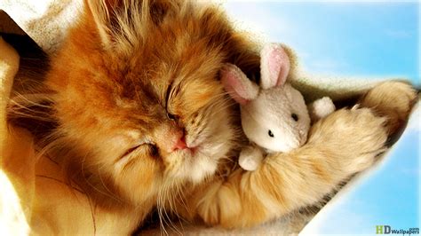 cute baby kittens wallpaper