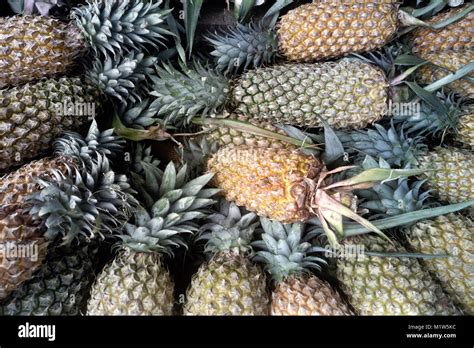 pineapples  india good harvest kerala pineapple background cultivation  fruit stock